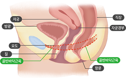 정상골반장기