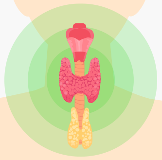 인체 중 갑상선 일러스트