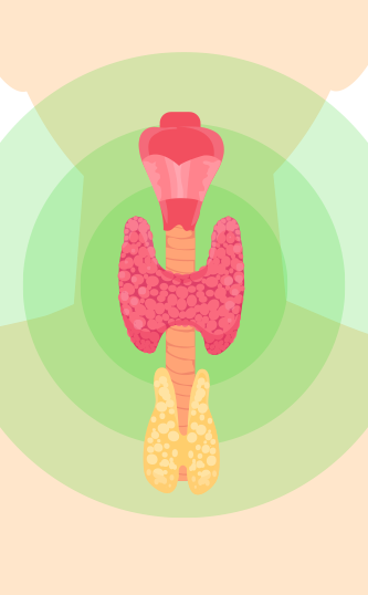 Illustration of the thyroid 